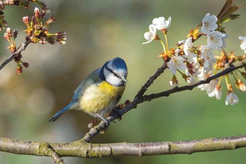 O wiośnie – cytaty, które oddają jej lekkość i nadzieję
