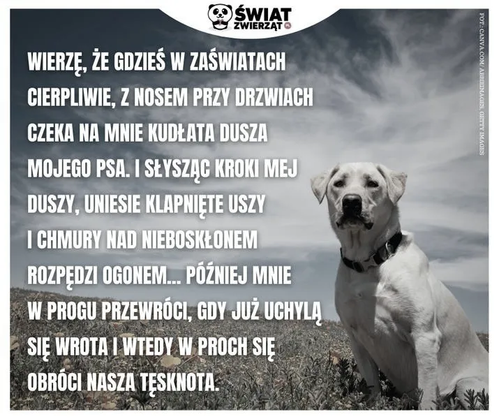 Piękne cytaty o stracie psa, które pomogą w trudnych chwilach