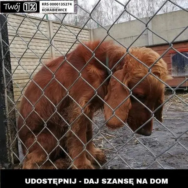 Smutne cytaty o zwierzętach, które poruszają do łez