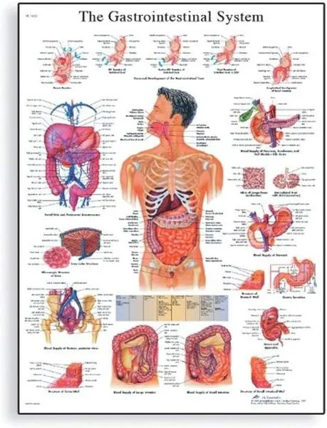 Anatomia człowieka