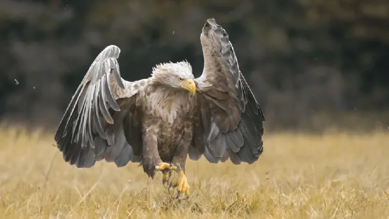 Patriotyzm w poezji