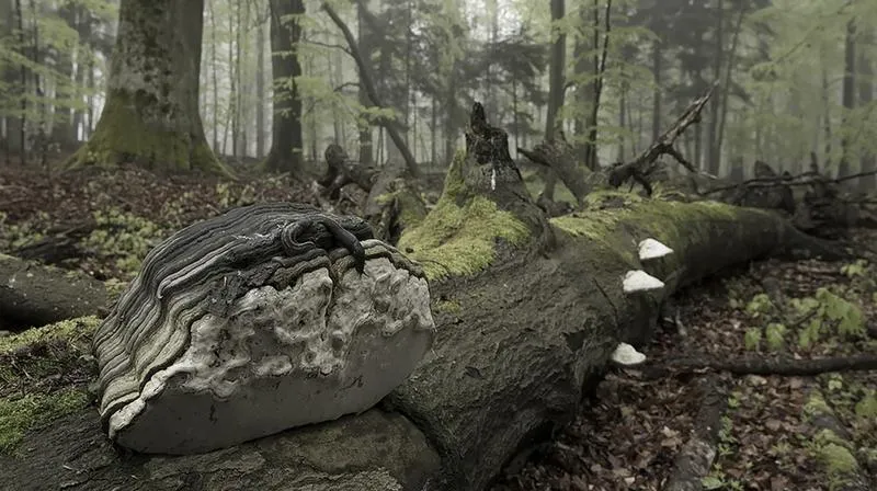 Spotkania z dziką fauną